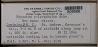 Physarum polycephalum image